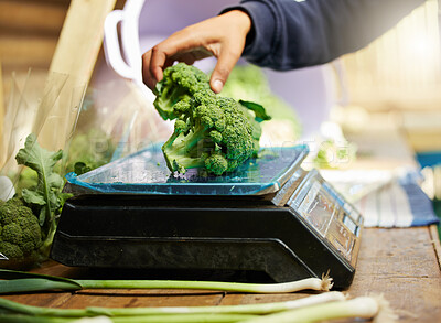 Buy stock photo Agriculture, broccoli and scale with hand of person for quality inspection, sustainability or growth. Grocery, farming and climate resilient crops with vegetables for food security and environment