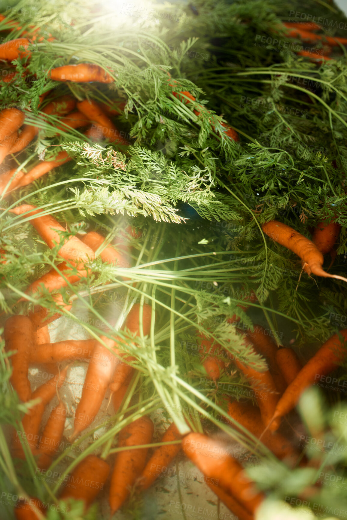 Buy stock photo Top view, carrots and healthy vegetables on farm for manufacturing, nutrition and stock for market. Organic food bunch, harvest and eco friendly business for sustainability, agriculture and ecology