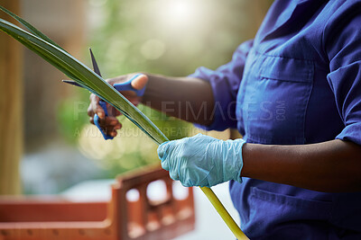 Buy stock photo Agriculture, vegetable and scale with hand of person for quality inspection, sustainability or growth. Grocery, farming and climate resilient crops with farmer for food security and environment