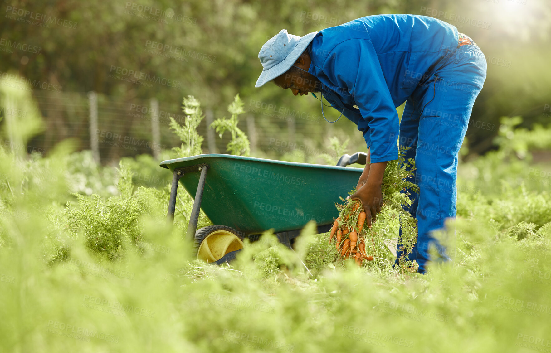 Buy stock photo Black man, farmer and wheelbarrow with crops outdoor for agriculture, vegetable growth and plant harvest. Male person, farming and environment for carrot production, organic product and countryside