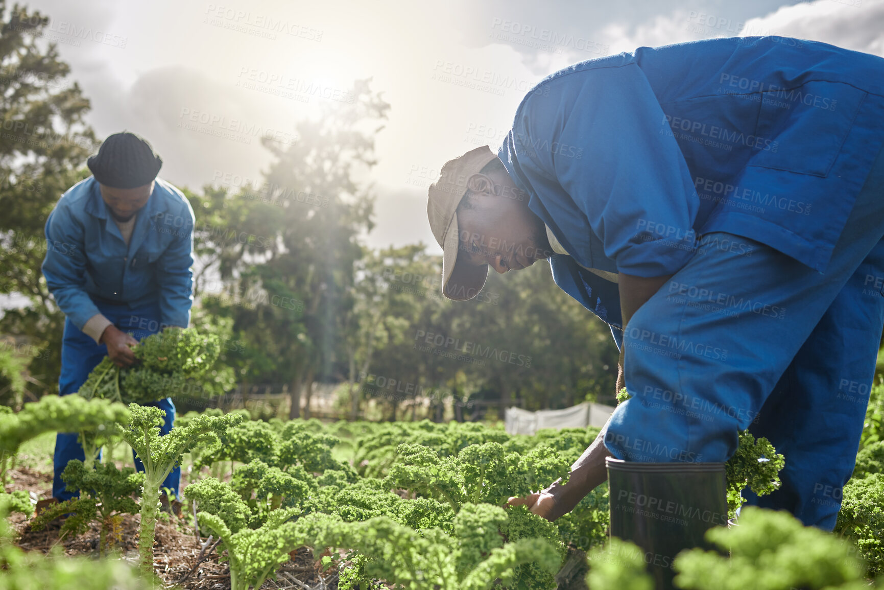 Buy stock photo African team, farming and harvest vegetables for agriculture work, production and agro. Food, men and farmers picking kale at field for gardening, natural resources and fresh organic plants in nature