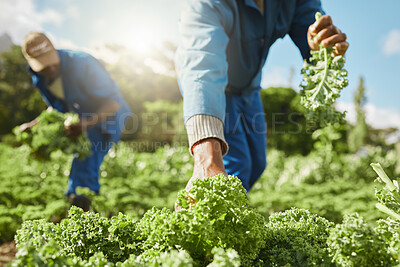 Buy stock photo Team, farming and hands harvest vegetables for agriculture work, production and green. Food, men and farmers picking kale at field for gardening, natural resources and fresh organic plants in nature