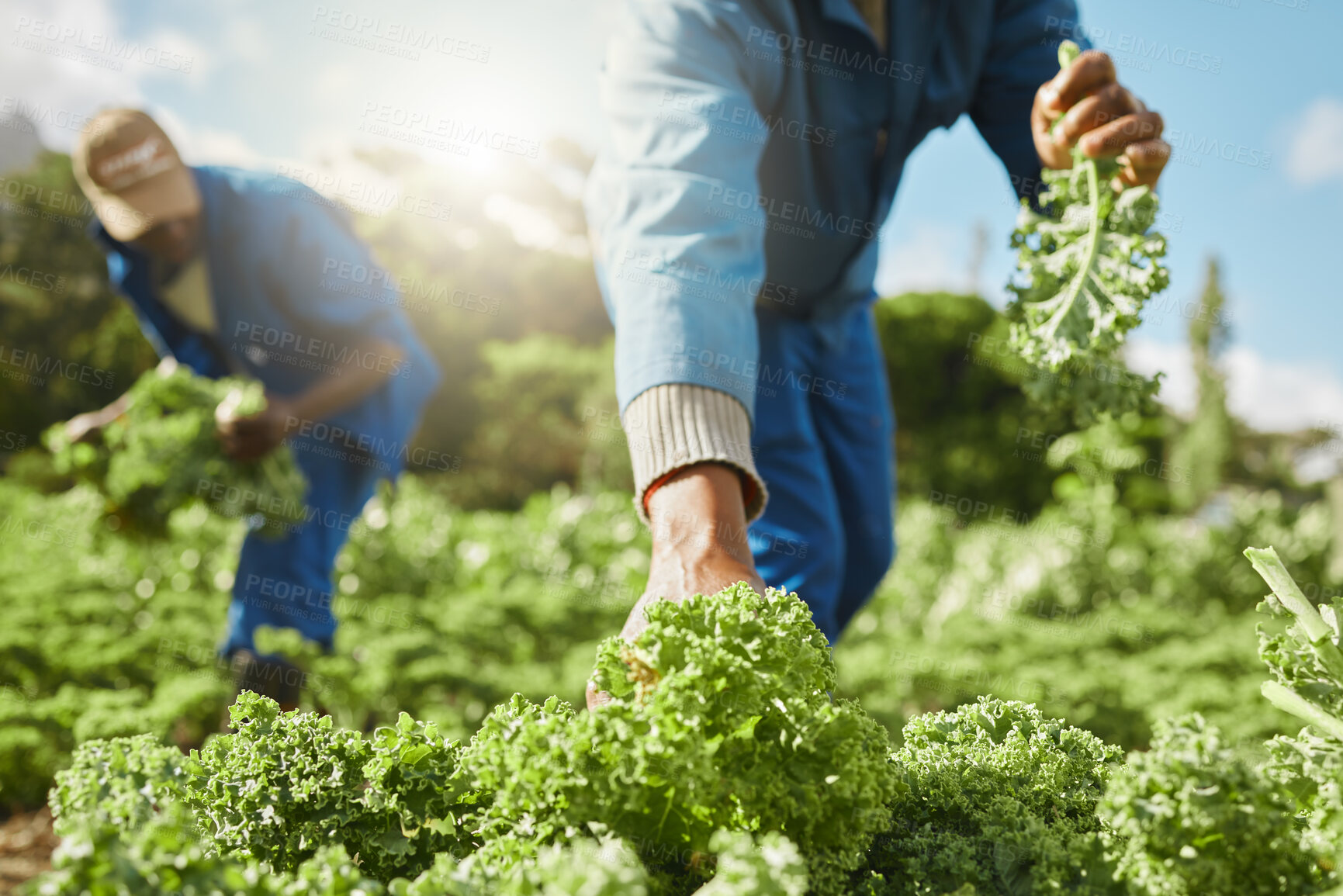 Buy stock photo Team, farming and hands harvest vegetables for agriculture work, production and green. Food, men and farmers picking kale at field for gardening, natural resources and fresh organic plants in nature