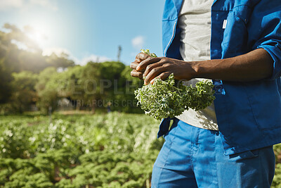 Buy stock photo Man, farm and hands with kale vegetables for agriculture harvest, production or agro. Food, plants or farmer picking crops at field for gardening, natural resources or fresh organic produce in nature