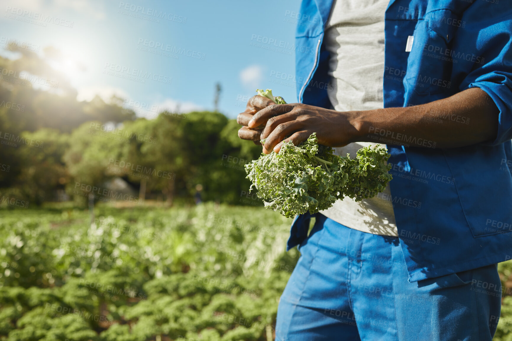 Buy stock photo Man, farm and hands with kale vegetables for agriculture harvest, production or agro. Food, plants or farmer picking crops at field for gardening, natural resources or fresh organic produce in nature