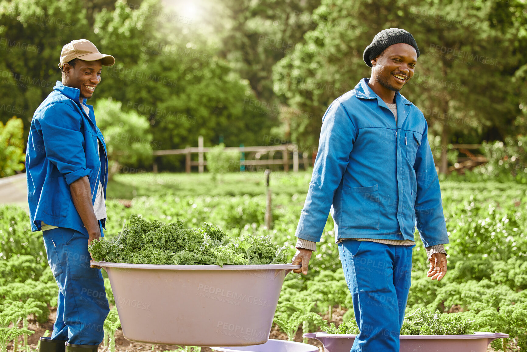 Buy stock photo Black people, men and worker with crops on farm for harvest produce, manufacturing and small business. Teamwork, happy and bucket with raw vegetables for nutrition, sustainability and organic food