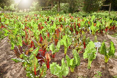 Buy stock photo Natural, nature and farm with kale vegetables for agriculture harvest, production or small business. Food, plants and farming crops for gardening, land resources or fresh organic produce in field