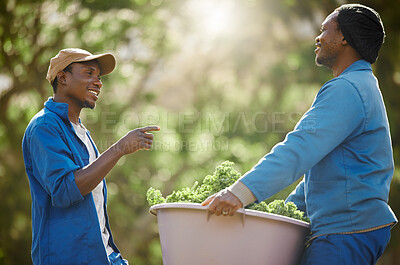 Buy stock photo Black people, men and working with crops on farm for harvest produce, manufacturing and small business. Teamwork, talking and bucket with raw vegetables for nutrition, sustainability and organic food