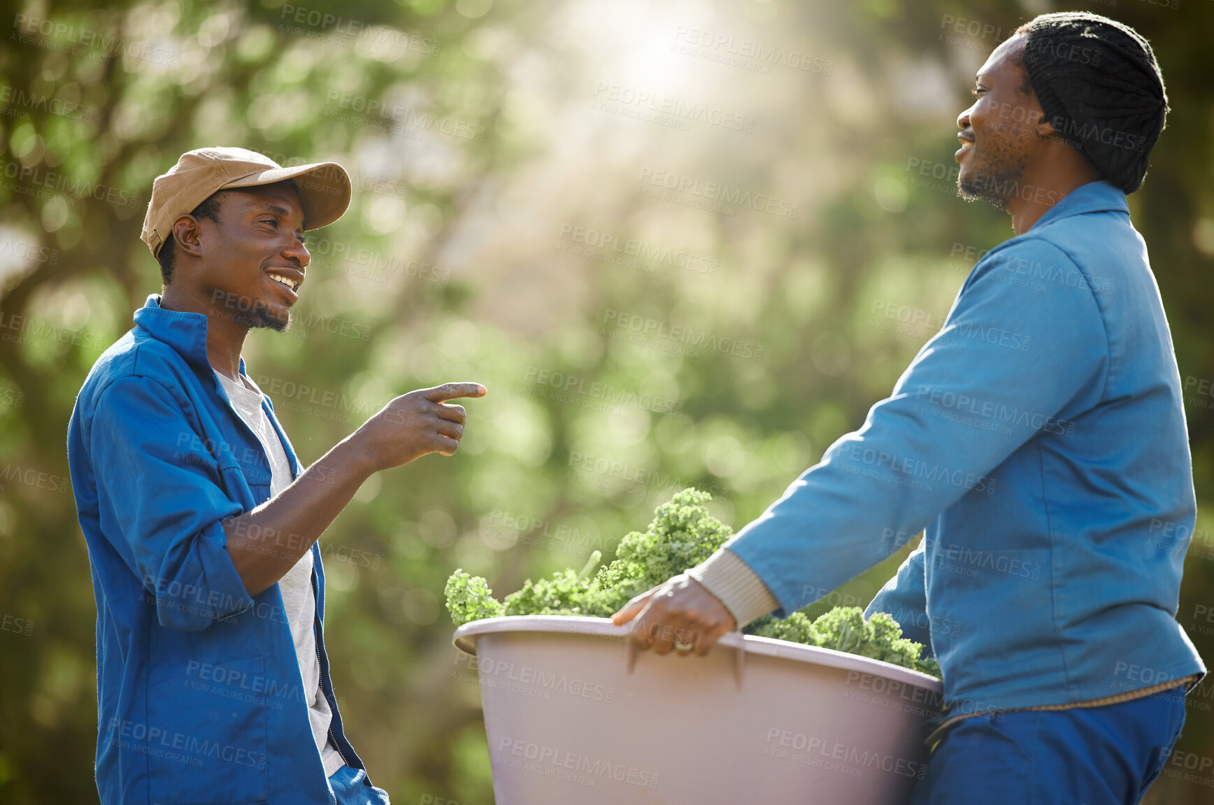 Buy stock photo Black people, men and working with crops on farm for harvest produce, manufacturing and small business. Teamwork, talking and bucket with raw vegetables for nutrition, sustainability and organic food