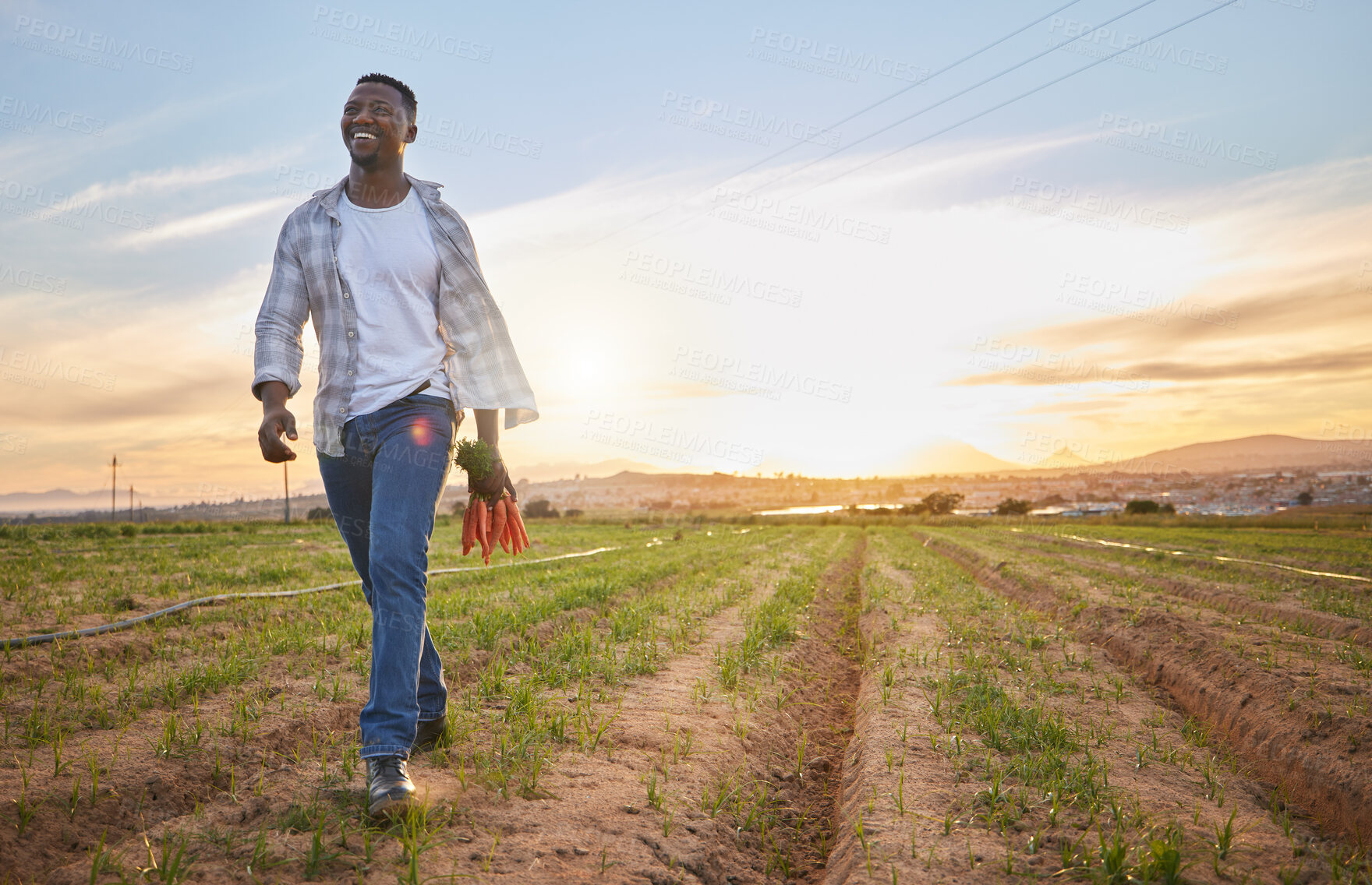 Buy stock photo Happy, field and walking with black man on farm for organic, sustainability and growth. Sunset, agriculture and food security with person in countryside for nature, summer ecology and environment