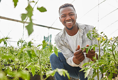 Buy stock photo Greenhouse, black man and portrait with crops for farming, inspection and sustainability for growth with smile. Countryside, male person or farmer with plants for gardening, organic progress or pride