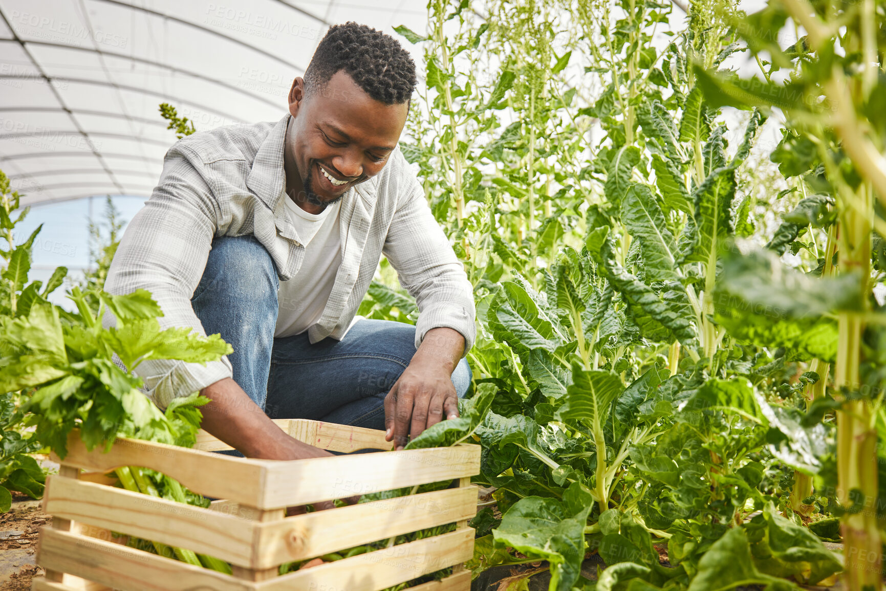 Buy stock photo Greenhouse, black man and produce with vegetables for harvesting, farming and sustainability for growth. Countryside, male farmer and agriculture with spinach basket for gardening, nutrition and food