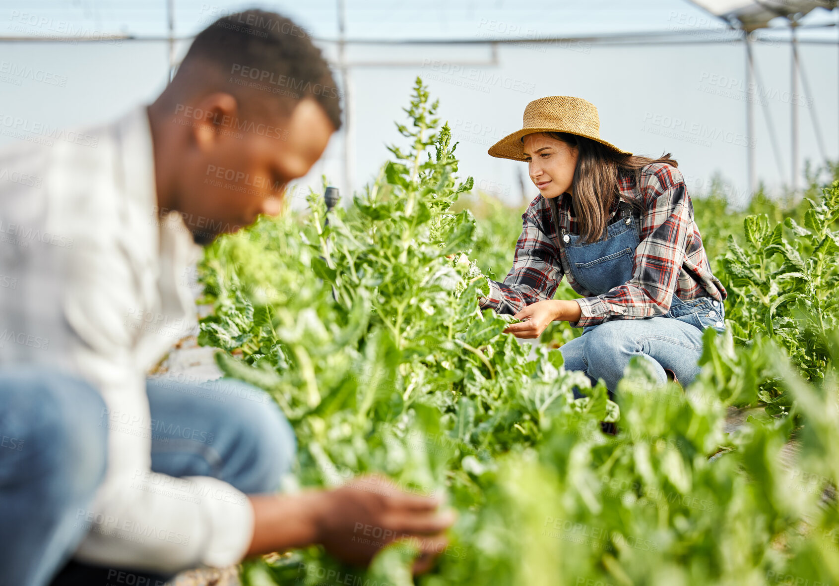 Buy stock photo Greenhouse, woman and farmers with crops inspection for farming, harvest growth and sustainability. Check, people or gardeners with plants for agriculture, organic progress or ecology in countryside