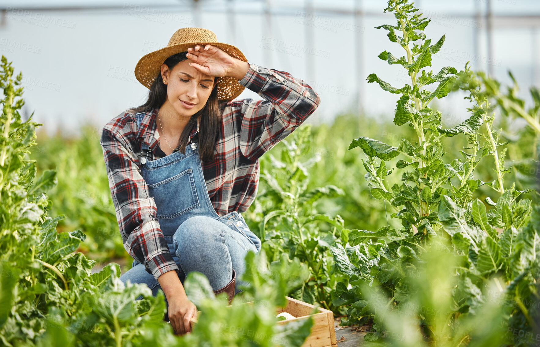 Buy stock photo Sweating, farmer and woman in farm with crops for vegetables, growth or sustainability with fatigue. Countryside, tired female person and overworked gardener exhausted by plants produce for gardening