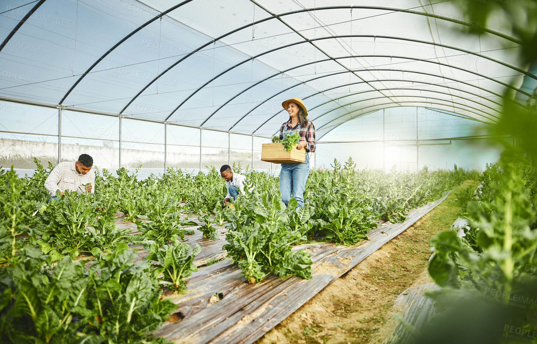 Buy stock photo Greenhouse, woman and people in farm with crops for farming, harvest growth and sustainability. Teamwork, group or gardeners with vegetables for ecology, organic progress or seller in countryside