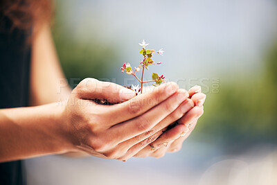 Buy stock photo Shot of a protestor holding a growing flower
