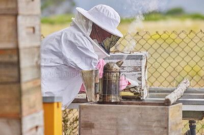 Buy stock photo Farm, beekeeper and harvesting of honey, hive and opening frame for inspection of brood and honeycomb. Outdoor, small business and person with protection of suit, process and equipment for production