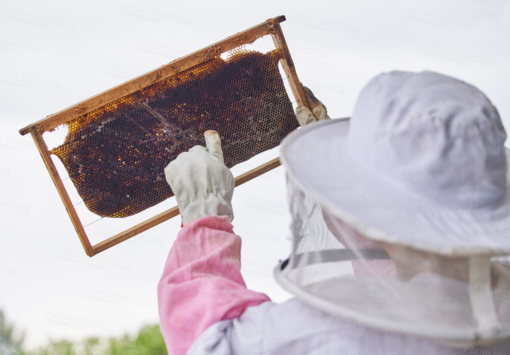 Buy stock photo Shot of a woman working with a hive frame on a farm