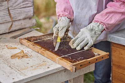 Buy stock photo Shot of a woman working with a hive frame on a farm