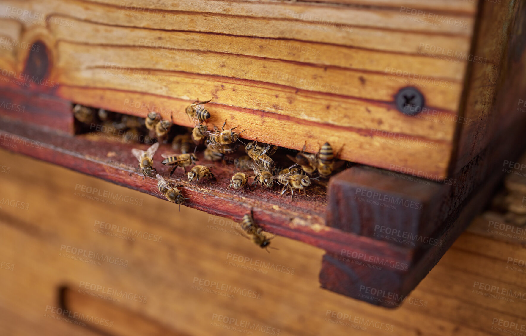 Buy stock photo Closeup shot of a beehive