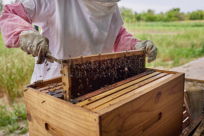 Buy stock photo Shot of a beekeeper opening a hive frame on a farm