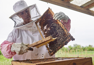 Buy stock photo Shot of a beekeeper opening a hive frame on a farm