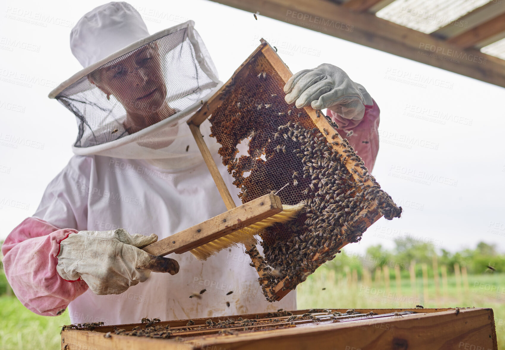 Buy stock photo Shot of a beekeeper opening a hive frame on a farm