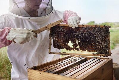 Buy stock photo Shot of a beekeeper opening a hive frame on a farm