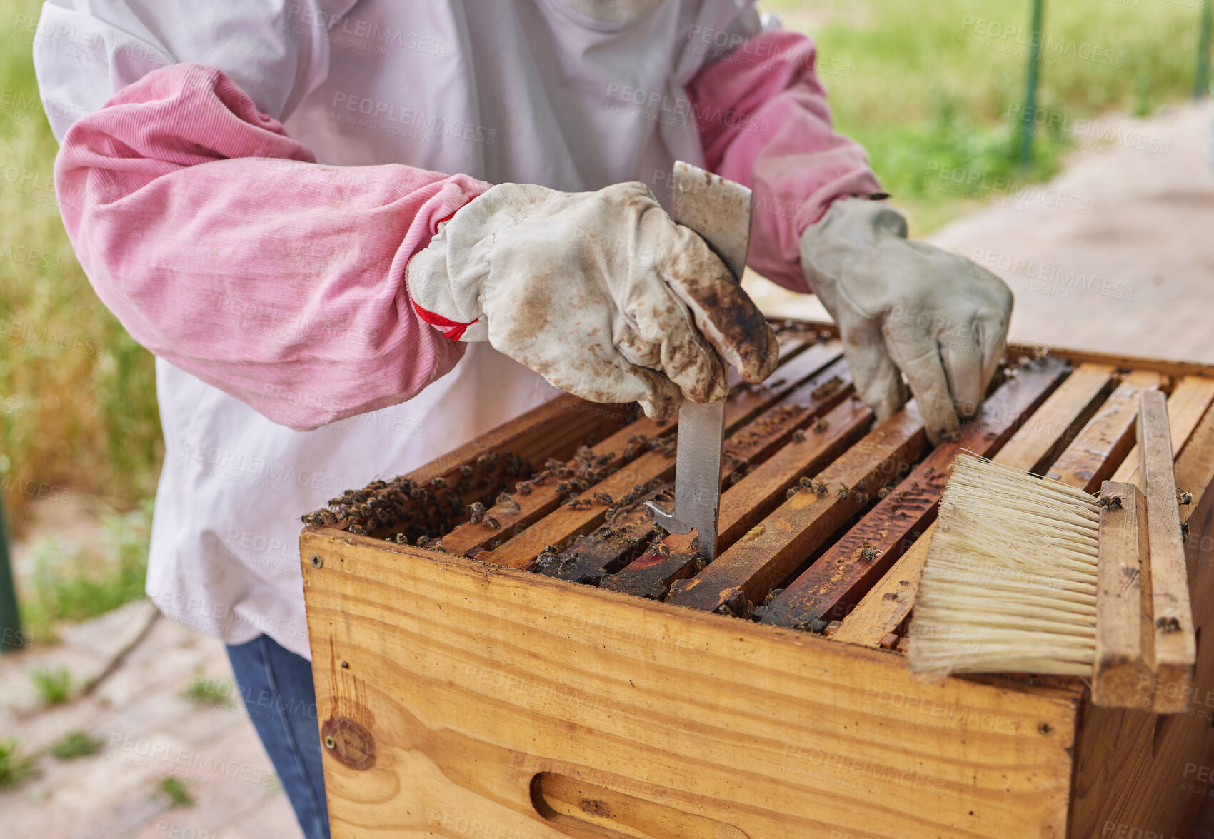 Buy stock photo Shot of a beekeeper opening a hive frame on a farm