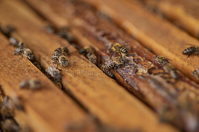 Buy stock photo Closeup shot of a beehive