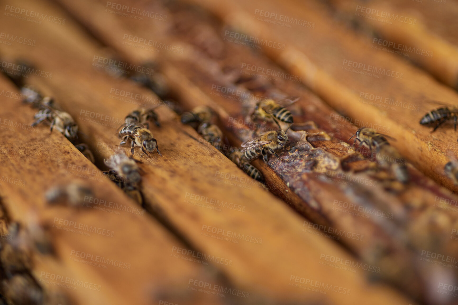 Buy stock photo Closeup shot of a beehive