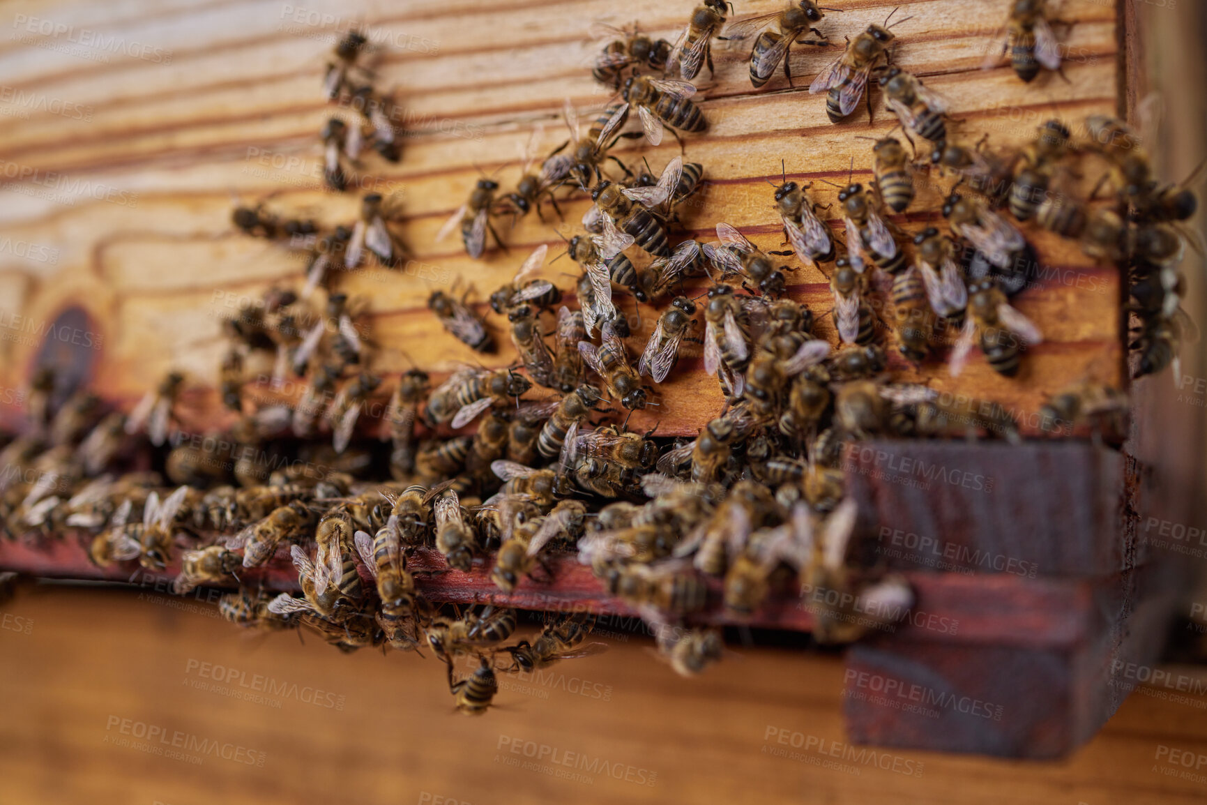 Buy stock photo Conservation, hive and honey with bees closeup on box for production of beeswax on organic farm. Nature, process and sustainability with insects in eco friendly habitat for agriculture industry