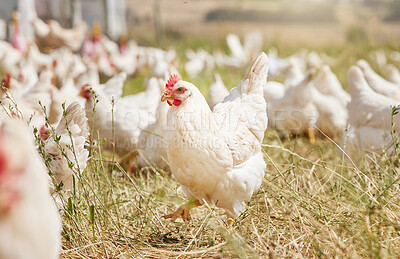 Premium, farm fresh chickens
