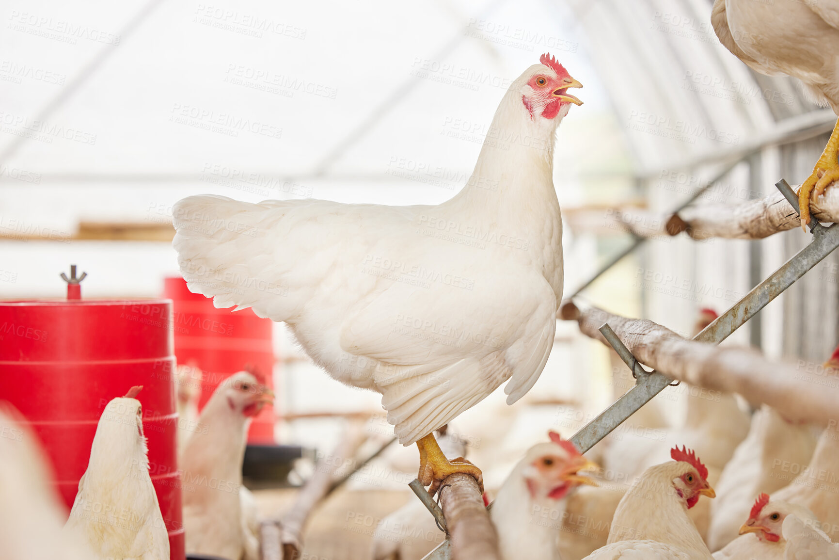 Buy stock photo Shot of chickens on a farm