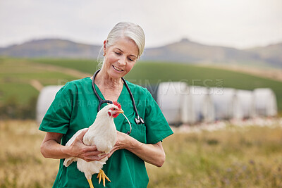 Buy stock photo Shot of a mature veterinarian holding a chicken on a poultry farm