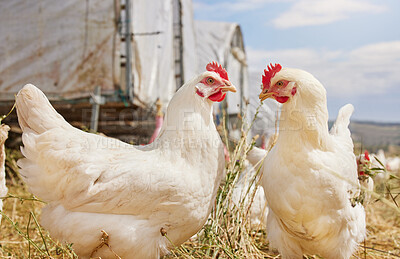 Buy stock photo Shot of chickens on a farm