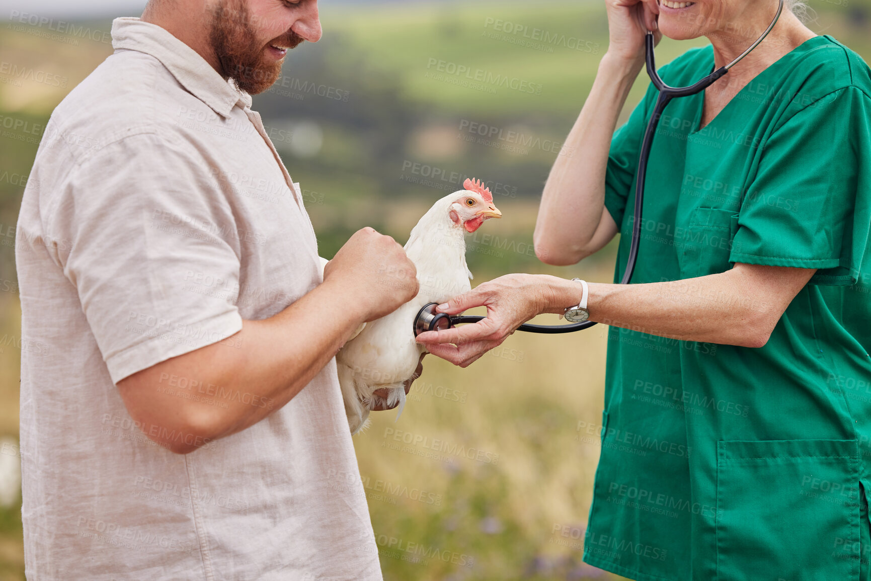 Buy stock photo Closeup shot of a veterinarian using a stethoscope to assess a chicken on a poultry farm