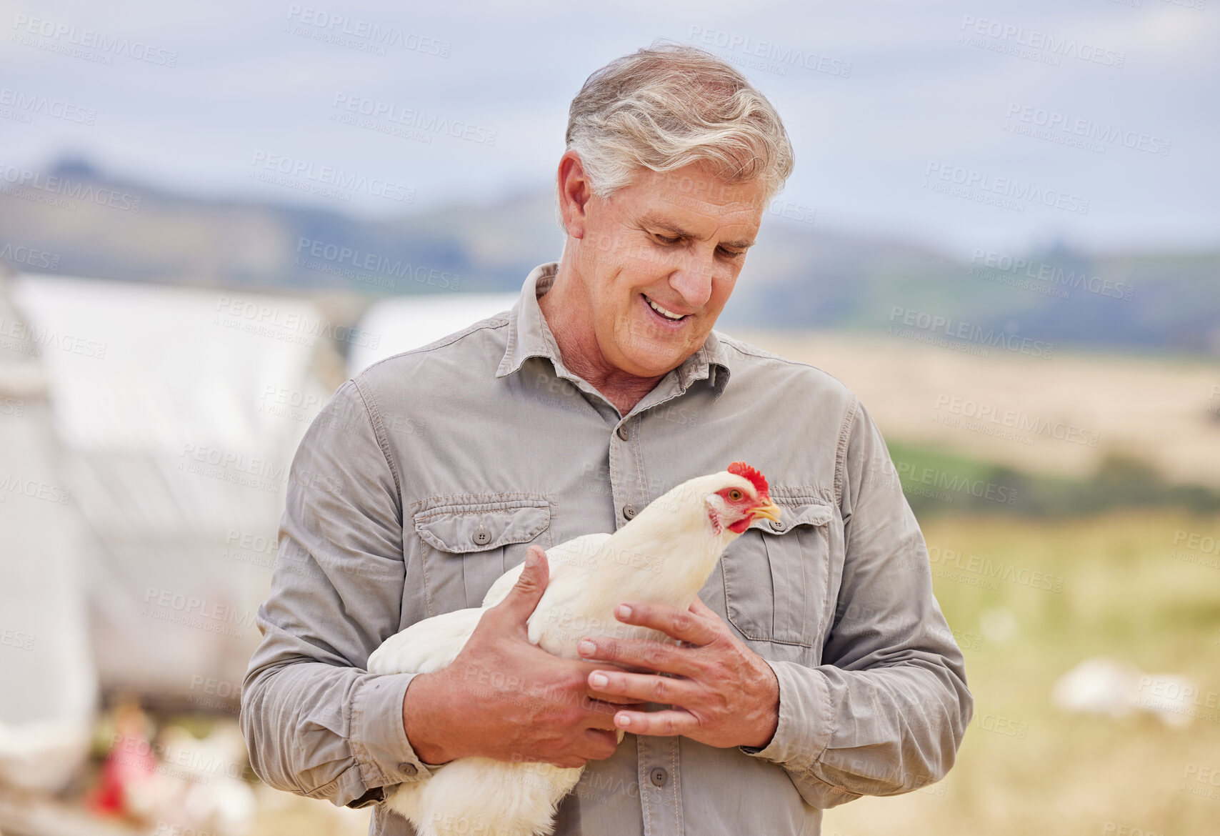 Buy stock photo Shot of a mature man working on a poultry farm