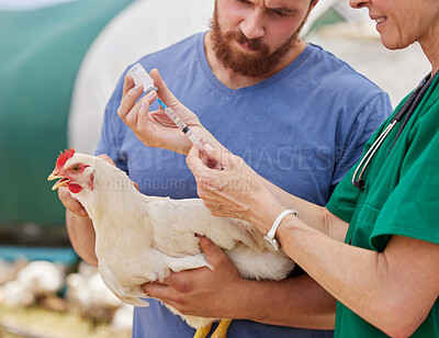 Buy stock photo Closeup shot of a veterinarian giving an injection to a chicken on a poultry farm