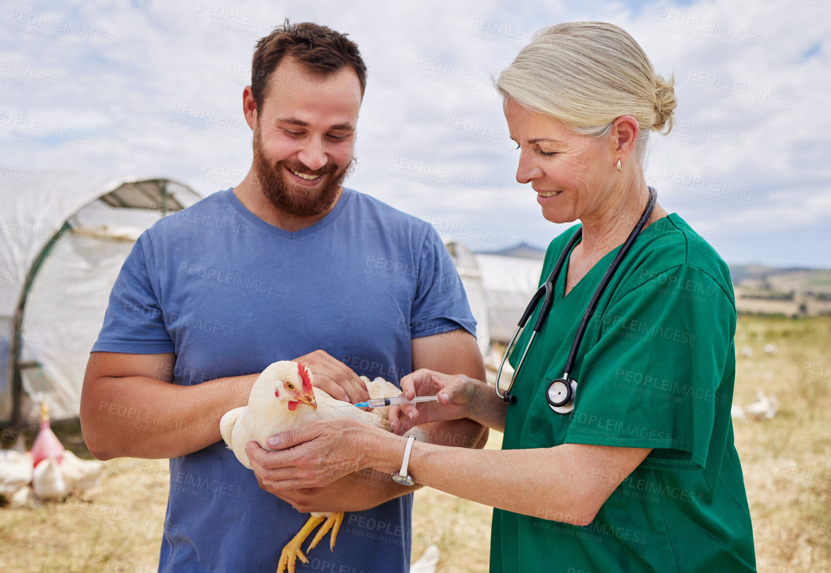 Buy stock photo Shot of a veterinarian giving an injection to a chicken on a poultry farm