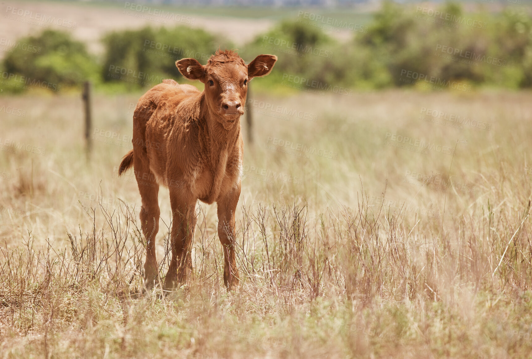 Buy stock photo Shot of an adorable calf on a farm