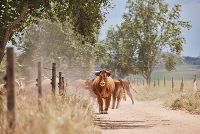 Buy stock photo Shot of a herd of cattle on a farm