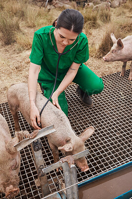 Buy stock photo Shot of a female veterinarian  on a farm with pigs