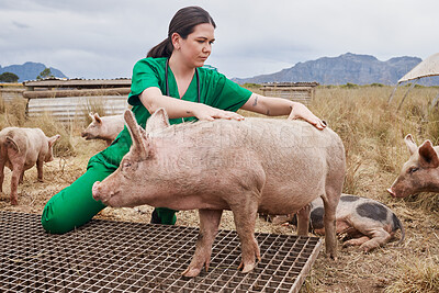 Buy stock photo Shot of a female veterinarian  on a farm with pigs