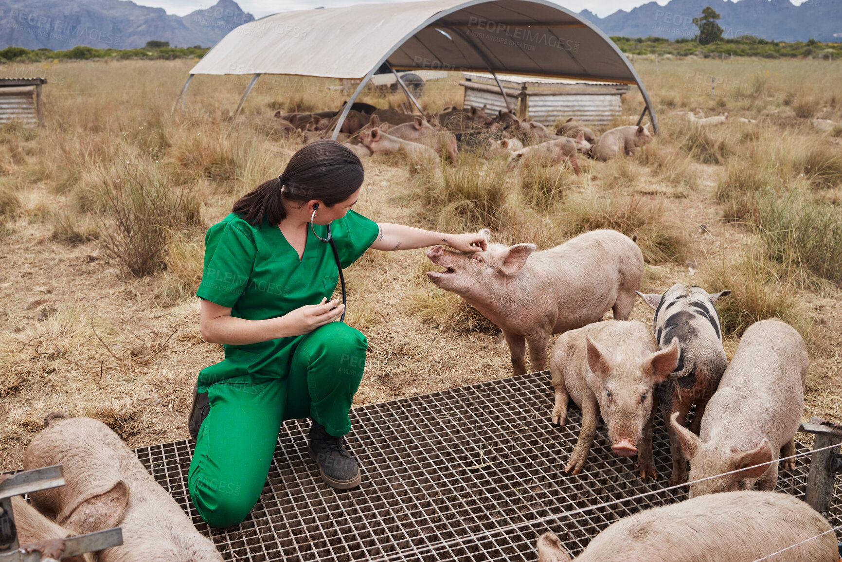 Buy stock photo Shot of a female veterinarian  on a farm with pigs