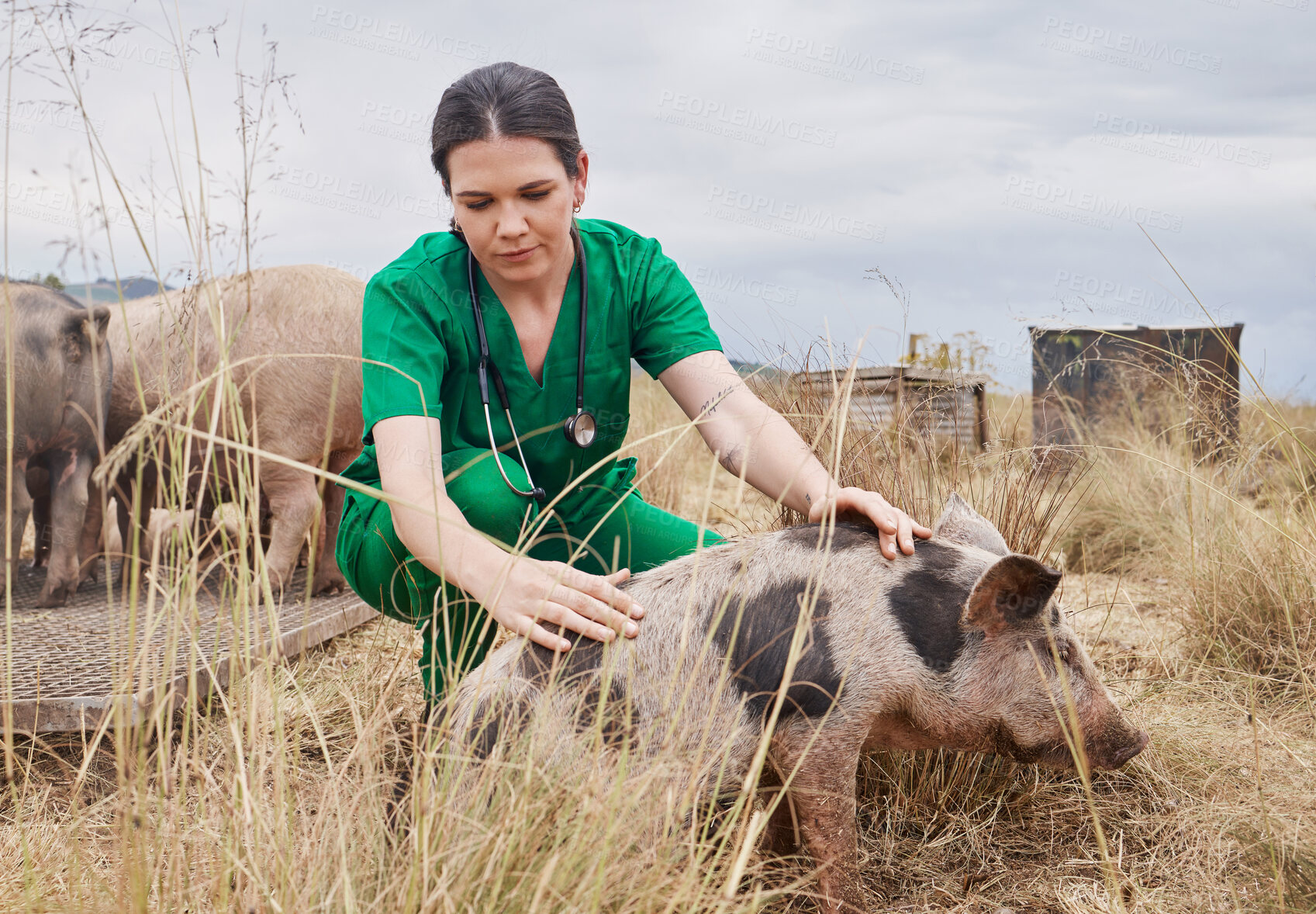 Buy stock photo Shot of a female veterinarian  on a farm with a pig