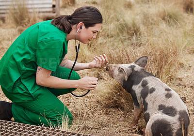 Buy stock photo Shot of a female veterinarian  on a farm with a pig