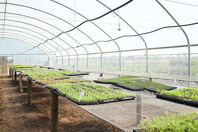 Buy stock photo Still life shot of plants growing in a greenhouse on a farm