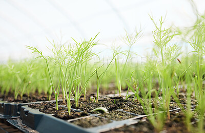 Buy stock photo Still life shot of plants growing in a greenhouse on a farm