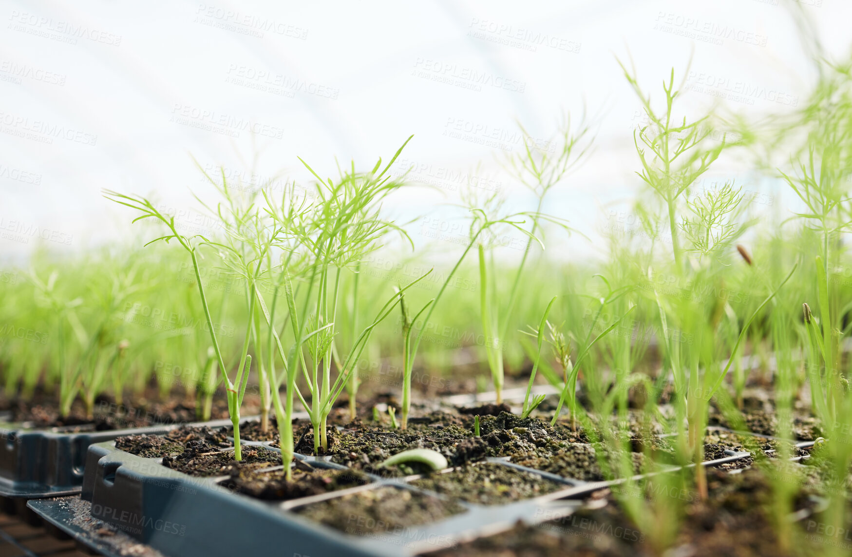 Buy stock photo Still life shot of plants growing in a greenhouse on a farm